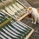 Image for article titled Cats Are the Cutest Guides to Japan